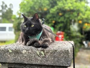 和田さん②猫
