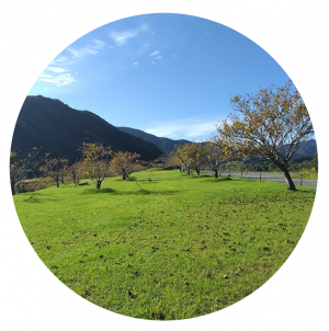 四万十市桜つづみ公園