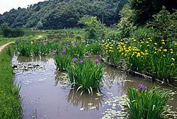 園内の池の画像