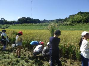 稲刈り写真