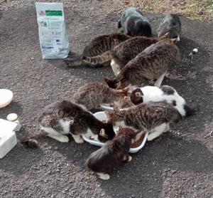 エサ写真