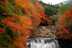 黒尊の紅葉の画像1