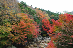 黒尊の紅葉の画像2