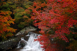 黒尊の紅葉の画像3