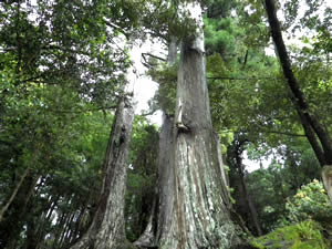 黒尊神社の画像3