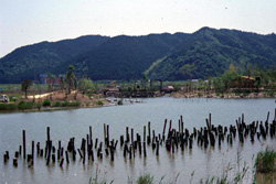 四万十川野鳥自然公園の画像3