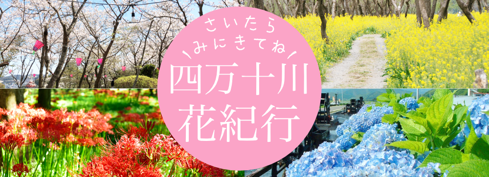 桜、菜の花、曼殊沙華、紫陽花のきれいな画像
