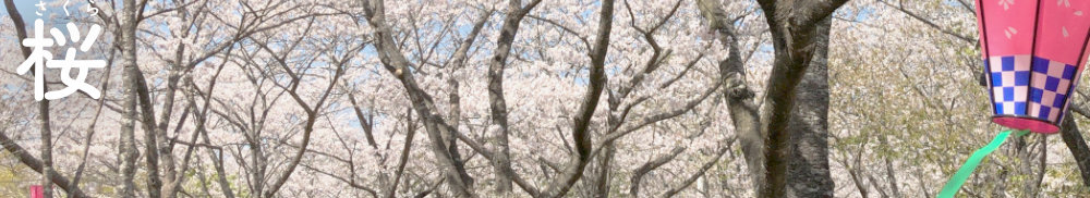 満開の桜の画像