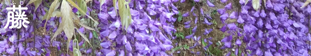 紫色の藤の花の画像