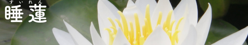 白い睡蓮の花の画像