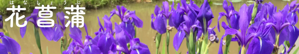 紫色の花菖蒲の画像