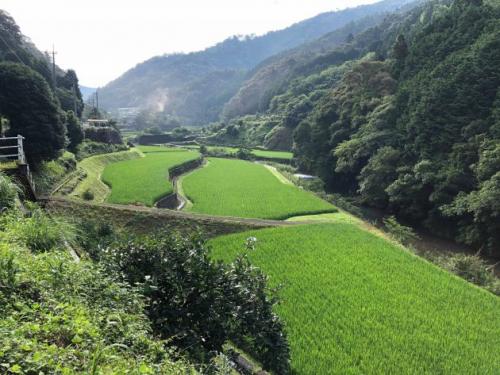 山間地の美しい田んぼの写真