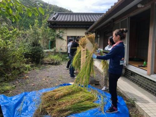 刈り取った稲の天日干し作業の写真