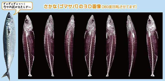 さかなの3Ｄ