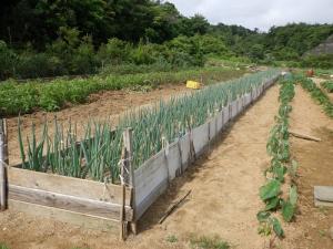 野菜ほ場