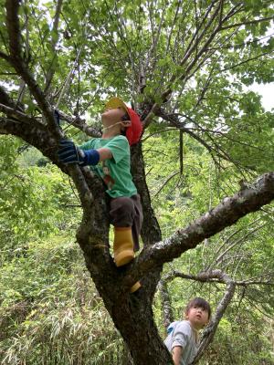 宮崎さんの子供が木登りをしている写真