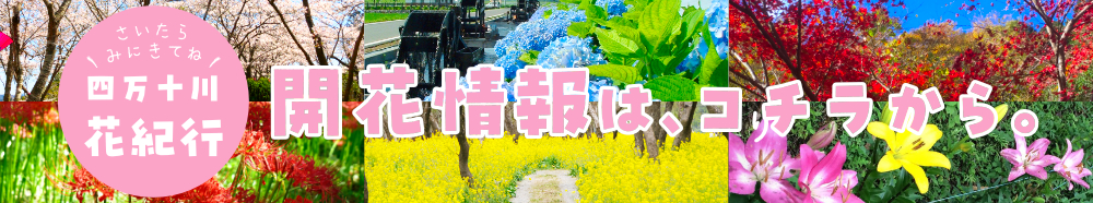 開花情報バナー