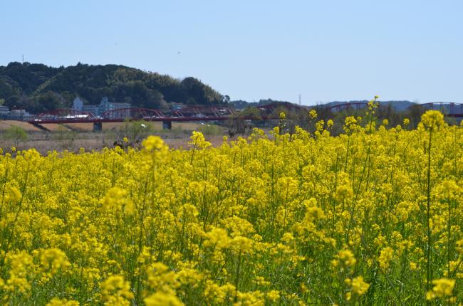 菜の花の写真