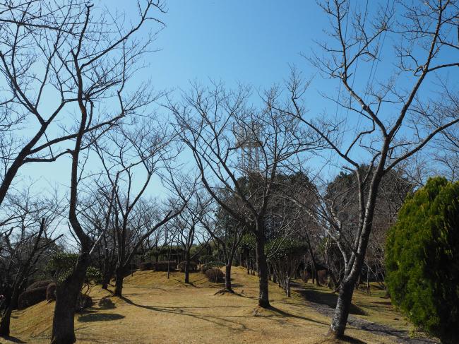 桜の画像１