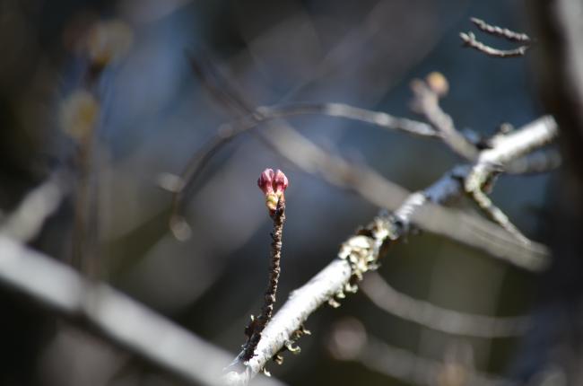 桜の画像2