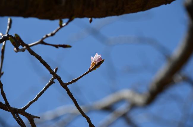 桜の画像3