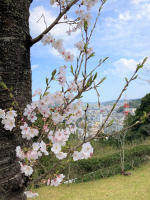 為松公園　花びらアップ