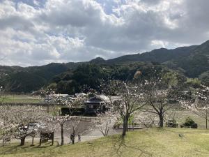 四万十川桜づつみ公園　桜と空と山の風景