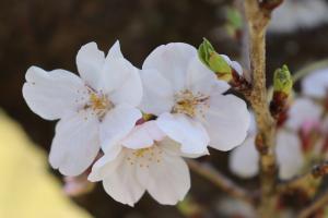 為松公園桜①