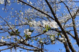 為松公園桜②