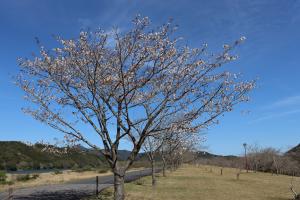 桜づつみ②