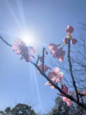 河津桜の画像