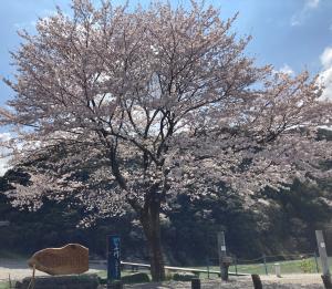 岩間沈下橋の桜と歌碑　全景写真