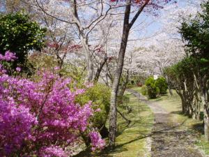 桜